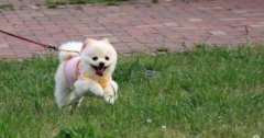 美國多州爆發神秘犬類傳染病,尚不清楚發病機理